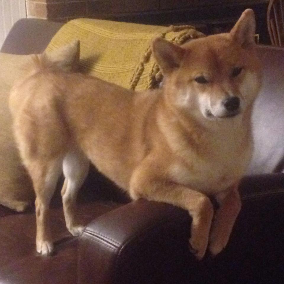 爱游戏体育（AYX）官方APP下载-【丁俊晖】夺冠后揭秘：比赛中的攻守平衡秘诀，丁俊晖经典防守